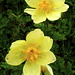Pulsatilla alpina subsp. apiifolia