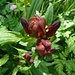 Purpurenzian?