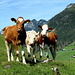 Vaches curieuses