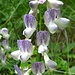 Prächtige Blüten der Wald-Wicke (Vicia sylvatica)