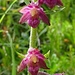 Braunrote Stendelwurz (Epipactis atrorubens)