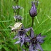 Moor-Enzian mit einer Eichblatt-Kreuzspinne (Araneus ceropegius) (Danke[u Winterbaer], Bestimmung nur dank dieser [http://www.hikr.org/gallery/photo1806173.html?post_id=96759#1 Foto] möglich)