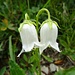 Bärtige Glockenblume, Albino