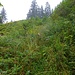 Ein Urwald, gleich nach dem Start am Sommerparkplatz