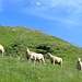 Schafe weiden unterm Grenzchopf