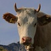 Leckeres Biofleisch wächst auf der Alp Chüematti heran :-)