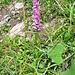 Orchis mascula (L.) L. s.str.<br />Orchidaceae<br /><br />Orchide maschia.<br />Orchis male.<br />Männliches Knabenkraut.