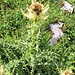 Cirsium spinosissimum (L.) Scop.<br />Asteraceae<br /><br />Cardo spinosissimo.<br />Cirse épineux.<br />Alpen-Kratzdistel.