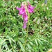 Hedysarum hedysaroides (L.) Schinz & Thell.<br />Fabaceae<br /><br />Sulla alpina.<br />Sainfoin des Alpes.<br />Alpen-Süssklee.