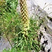 Campanula thyrsoides L.<br />Campanulaceae<br /><br />Campanula tirsoide.<br />Campanule en thyrse.<br />Straussblütige Glockenblume.
