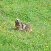 Una marmotta molto confidente: a meno di due metri si fa fotografare senza problemi.