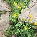 Doronicum grandiflorum Lam.<br />Asteraceae<br /><br />Doronico dei macereti.<br />Doronic à grandes fleurs.<br />Grosskoepfige Gämswurz.