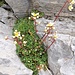 Saxifraga paniculata Mill.<br />Saxifragaceae<br /><br />Sassifraga alpina.<br />Saxifrage paniculée.<br />Trauben-Steinbrech.<br />