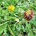 Trifolium badium Schreb.<br />Fabaceae<br /><br />Trifoglio bruno.<br />Trèfle brun.<br />Braun-Klee.