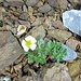 Ranunculus glacialis L.<br />ranunculaceae<br /><br />Ranuncolo glaciale.<br />Renoncule des glaciers.<br />Gletscher-Hahnenfuss.