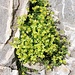 Saxifraga exarata subsp. moschata (Wulfen) Cavill.<br />Saxifragaceae<br /><br />Sassifraga muschiata.<br />Saxifrage musquée.<br />Moschus-Steinbrech.<br />