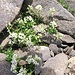 Pritzelago alpina (l.) Kuntz. s.str.<br />Brassicaceae<br /><br />Iberidella alpina.<br />Cresson des chamois.<br />Gewoenliche Gämskresse.