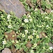 Cerastium latifolium L.<br />Caryophillaceae<br /><br />Peverina latifoglia.<br />Céraiste à larges feuilles.<br />Breitblättriges Hornkraut.