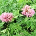 Trifolium alpestre L.<br />Fabaceae<br /><br />Trifoglio alpestre.<br />Trièfle alpestre.<br />Hügel-Klee.