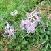 Dianthus superbus L.<br />Caryophillaceae<br /><br />Garofano a pennacchio.<br />Oeillet superbe.<br />Pracht-Nelke.