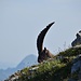 Bevor ich ihn scharf aufs Photo bekam hat er sich ganz gemütlich in die steile Nordwand getrollt.