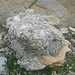 Die Gosauschichten bestehen aus solchen Brocken, die scheinbar willkürlich aus Kieselsteinen zusammengesetzt sind