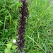 ein verblühtes Knabenkraut - auffällig die violetten Blätter