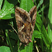 Die Gammaeule (Autographa gamma), auch Pistoleneule genannt, ist ein Schmetterling (Nachtfalter) / una falena / aus der Familie der Eulenfalter / dalla famiglia dei Noctuidae. (Wikipedia)