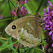 Der Blauäugige Waldportier (Minois dryas), auch Blaukernauge, ist ein Schmetterling (Tagfalter) aus der Familie der Edelfalter (Nymphalidae). (Wikipedia) und vielen, vielen Dank an meine Schmetterlingsspezialisten Ingrid und Wolfgang!:-)