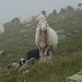 Wieder eine nette Herde Schafe im Nebel. Ich weiß  nicht , warum H.v.Barth ausgerechnet diese netten Tierchen überhaupt nicht mochte.