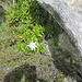 Stella alpina(Leontopodium alpinum) 
