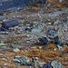 Scalettapass / Cuolm S-chaletta (2606m) mit der Schutzhütte.