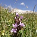 Rar in dieser Region: Dolomiten Enzian (Gentiana anisodonta)