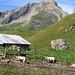 Glückliche Schweine auf der Alp Chüetungel, hinten Spitzhorn