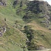 <b>Le 120 vacche dell'Alpe di Pontino al pascolo nell'alta Vallascia.</b>