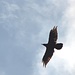 <b>Corvo imperiale (Corvus corax).<br />L'apertura alare può superare il metro di larghezza.</b>