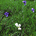 Viola del Monte Capanne (Viola corsica ssp. ilvensis) in blau und weiß / in blu e bianca