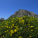 Blühender Ginster vor dem Gipfel des Monte Capanne / La ginestra in fiore davanti alla cima del Monte Capanne
