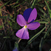 Elba-Veilchen, Viola del Monte Capanne (Viola corsica ssp. ilvensis) im Abendlicht / Viola dell`Elba nella luce di sera