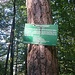 Der Kiefernwald nach der Stampfi ist Naturschutzgebiet und wird von der ETH beforscht.