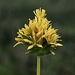 Blüte vom kalkliebenden Gelben Enzian (Gentiana lutea). Aus seiner Wurzelknolle wir der Enzianschnapps hergestellt.