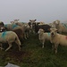 Neugierige Schafe kreuzten meinen Weg.
