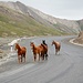 Pferde trifft man in Kirgistan überall an. Hier auf der Passtrasse zum Taldyk-Pass.