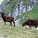 Schafe auf der Alp Gleiter