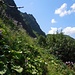 Auch hier wieder, viel Gebüsch und hohes Gras