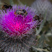 Begehrte Distel