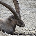 Alpensteinbock (Capra ibex)