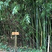 Bambus am Burghof gehört sicher nicht zu den standortgerechten, einheimischen Gehölzen