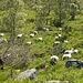 Schafe sind allgegenwärtig, sie fressen die jetzt noch zarten Heidelbeerblätter.