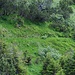 Der alte Pfad zur Tripolihütte zeichnet sich teilweise im Gelände noch ab...